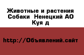 Животные и растения Собаки. Ненецкий АО,Куя д.